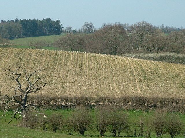 Distant Field And Dead Tree View of distant field and dead tree near to Freston Suffolk.