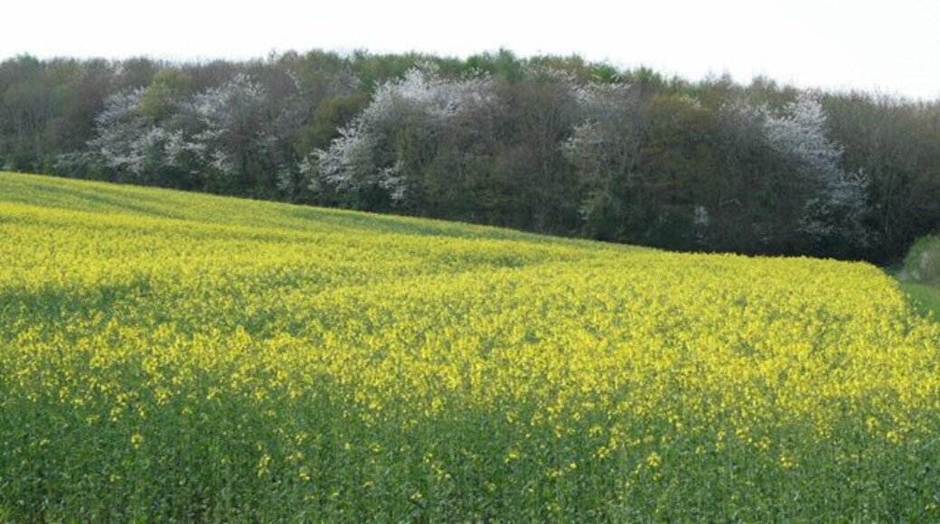 Milverton: towards Higher Park Kiln Covert Looking north west over a field of oilseed rape
