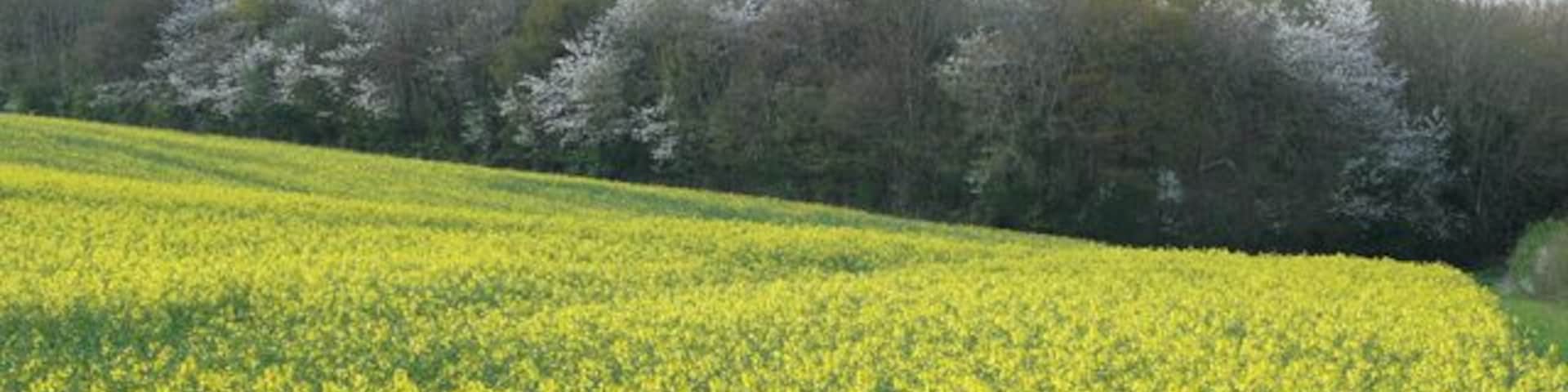 Milverton: towards Higher Park Kiln Covert Looking north west over a field of oilseed rape