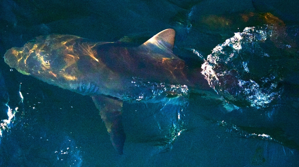Norfolkøya fasiliteter samt farlige dyr, kyst og sjøliv