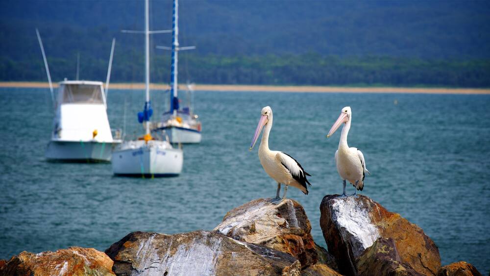 Two pelicans standing on rocks by the water with a sailboat in the background.