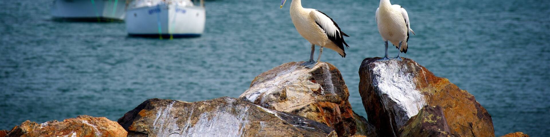 Eden showing boating, a bay or harbor and bird life