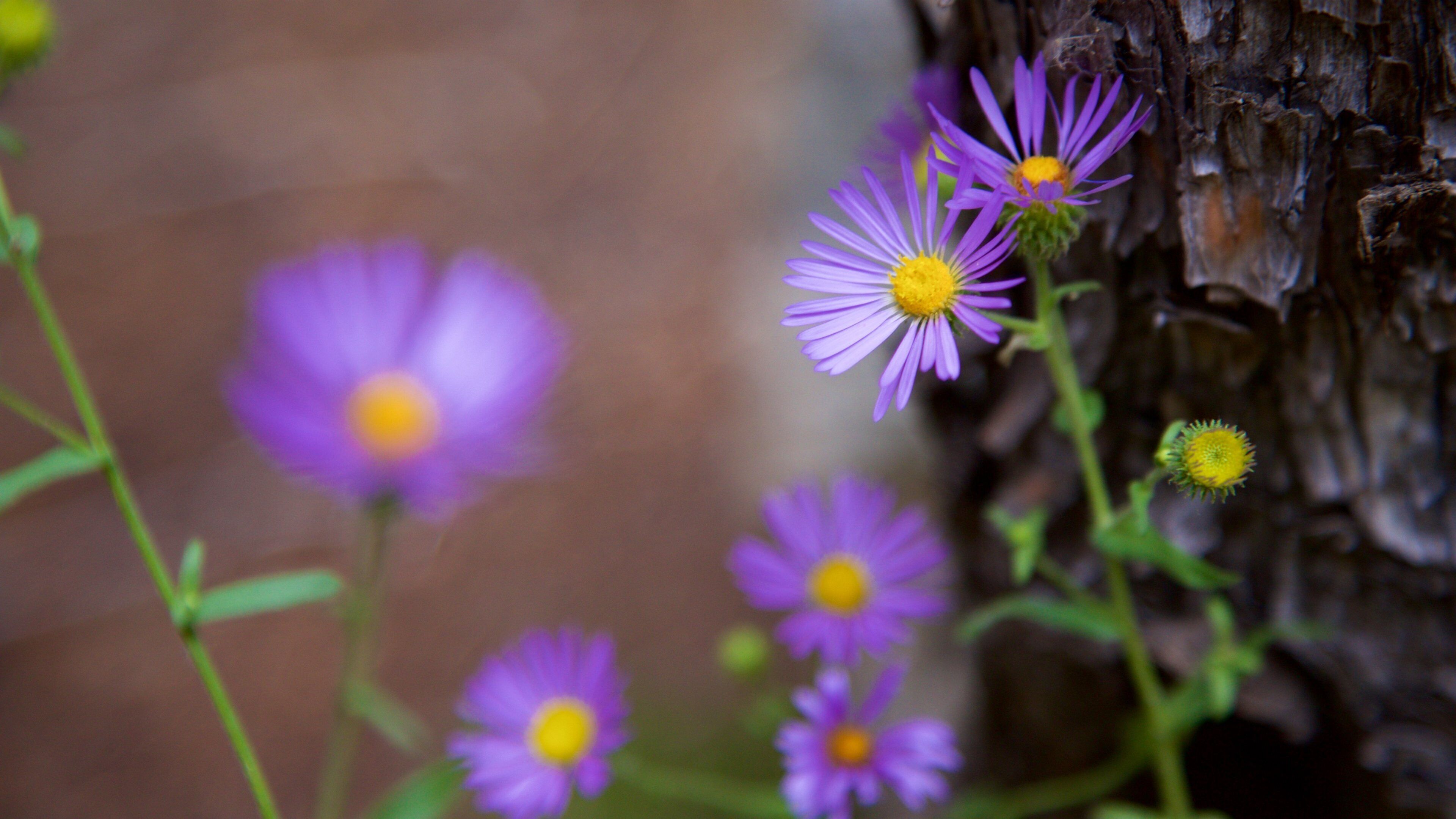 Alamosa featuring wild flowers