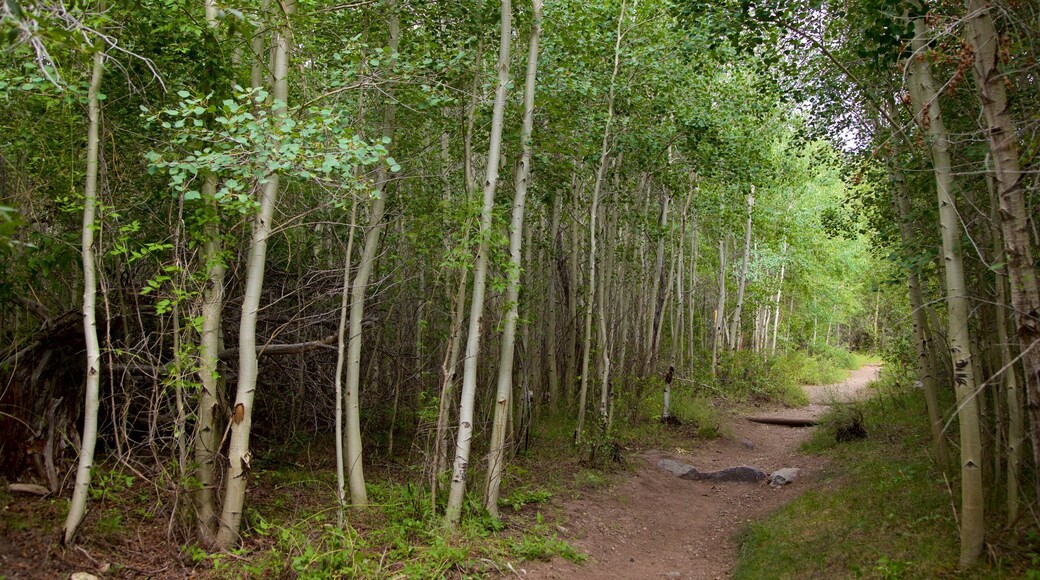 Alamosa which includes forest scenes