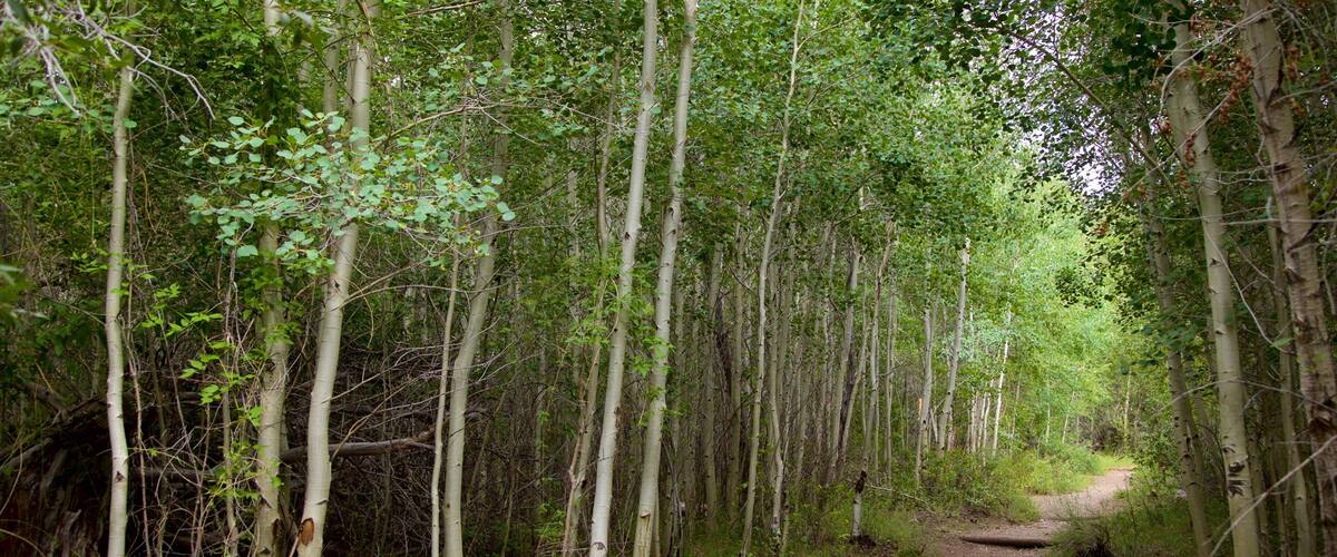 Alamosa que incluye bosques