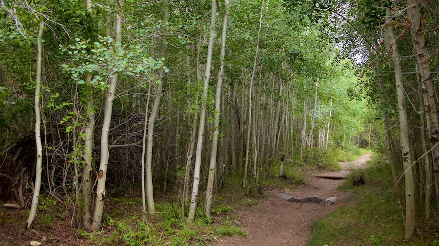 Alamosa featuring forests