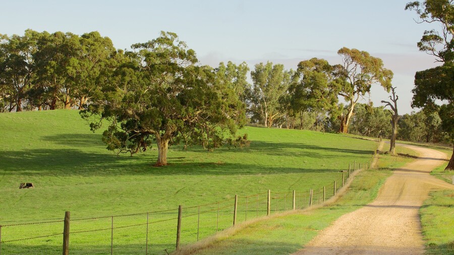 Barossa Valley showing landscape views and farmland