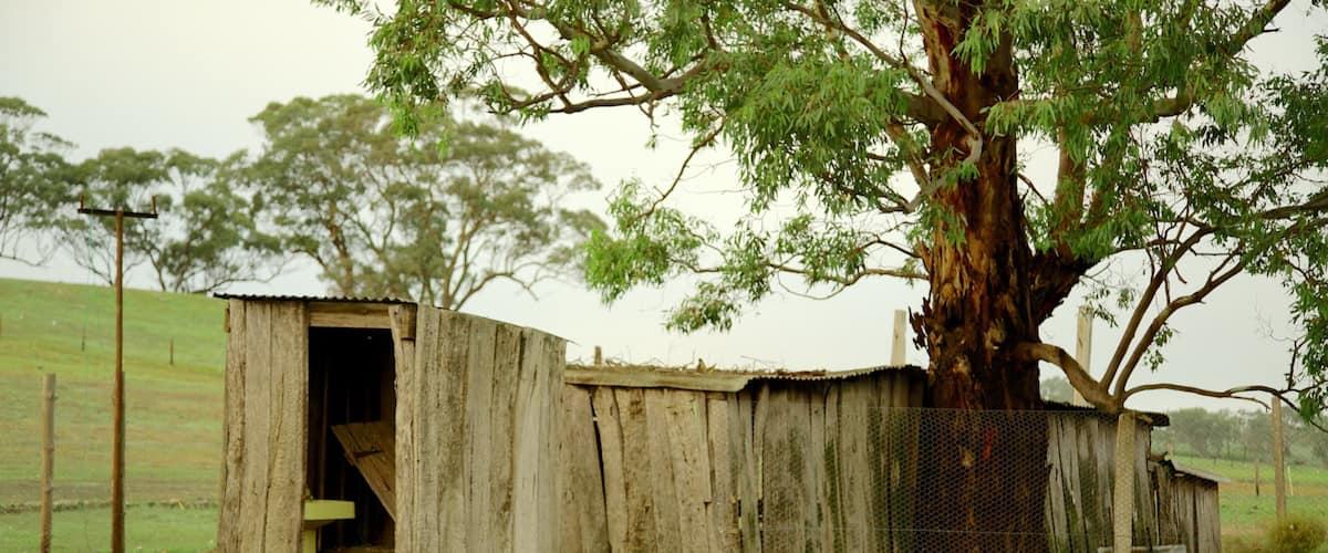 Barossa Valley which includes farmland and bird life