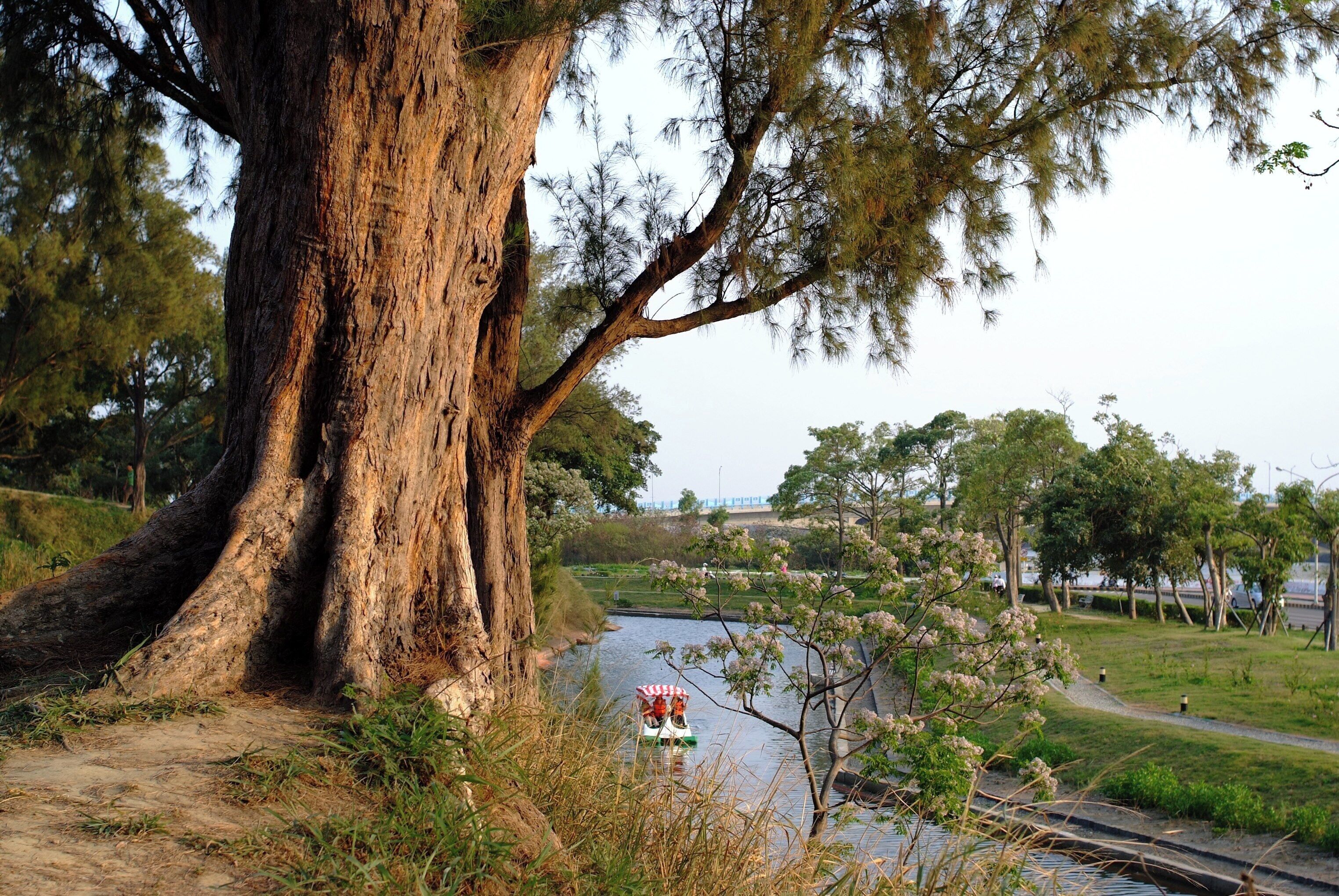 A large tree trunk, a river, and a boat with a red and white umbrella.