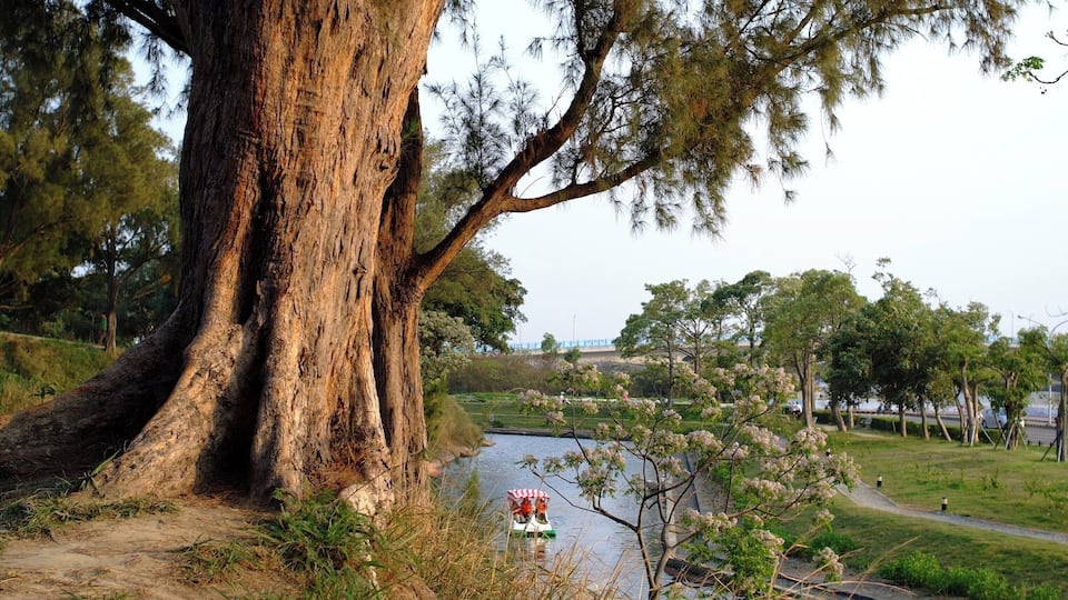 A large tree trunk, a river, and a boat with a red and white umbrella.