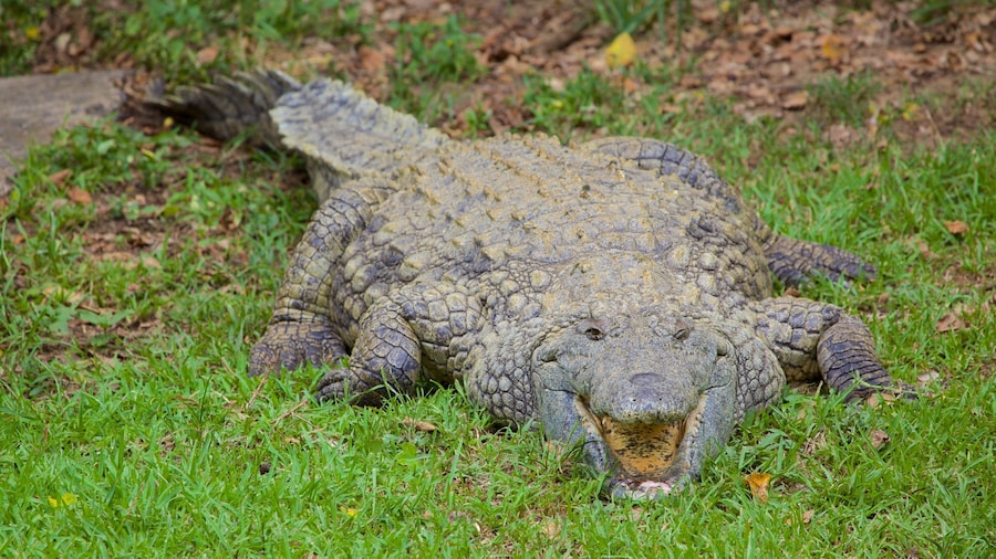 Kwazulu-Natal montrant animaux dangereux et animaux de zoo