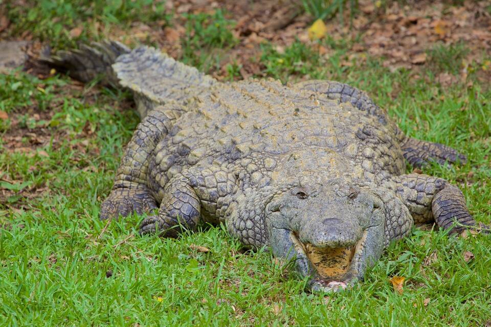 Um grande jacaré descansando na grama.