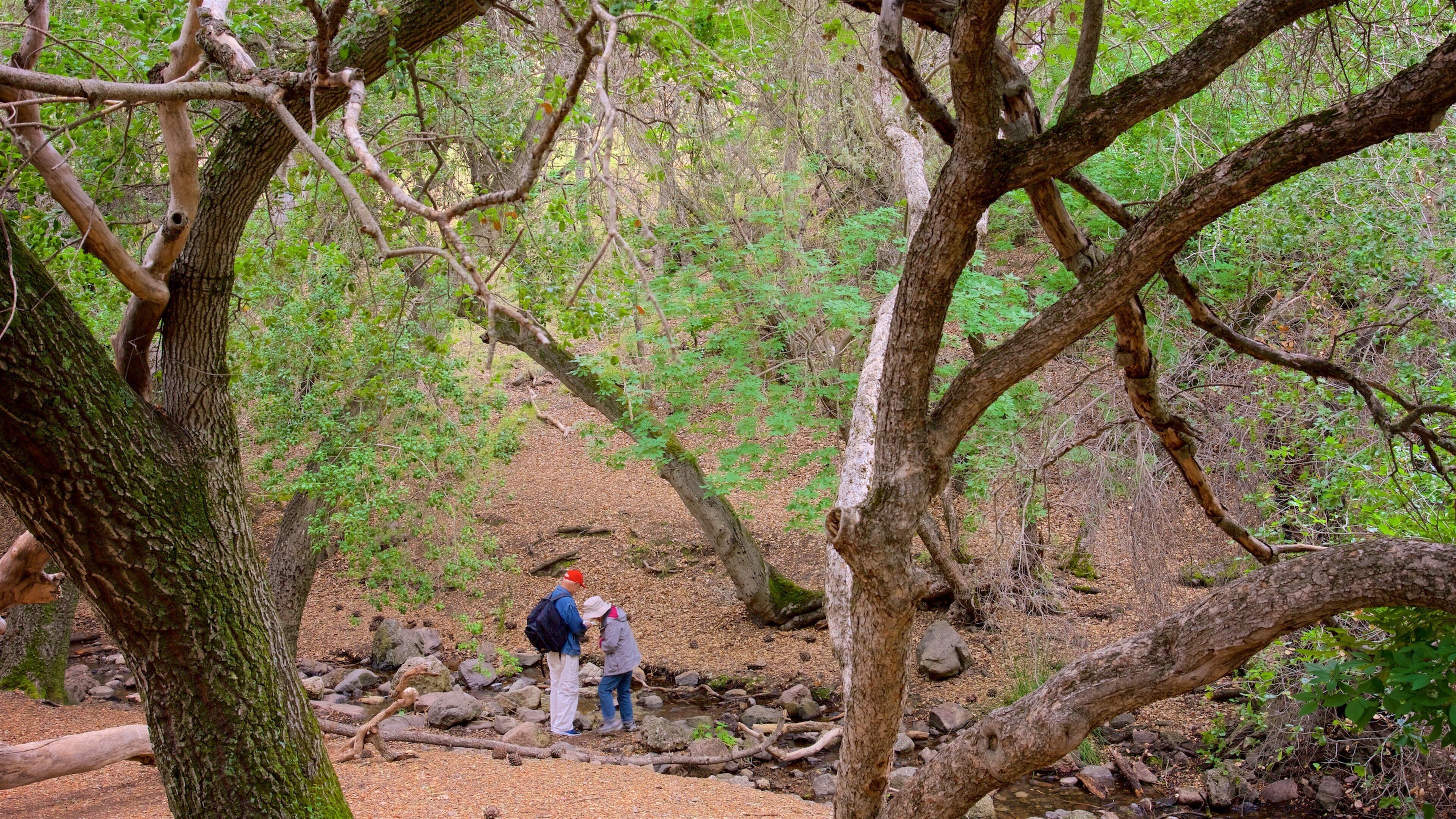 Bear Gulch Trail showing a garden as well as a couple