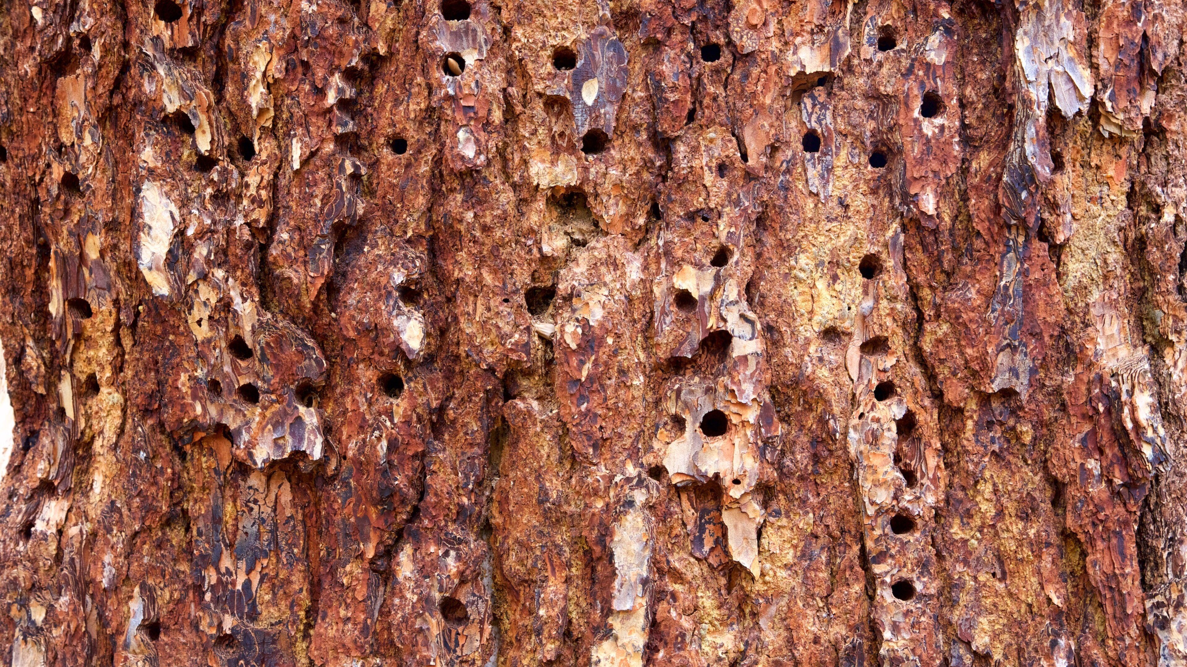 Bear Gulch Trail which includes forest scenes