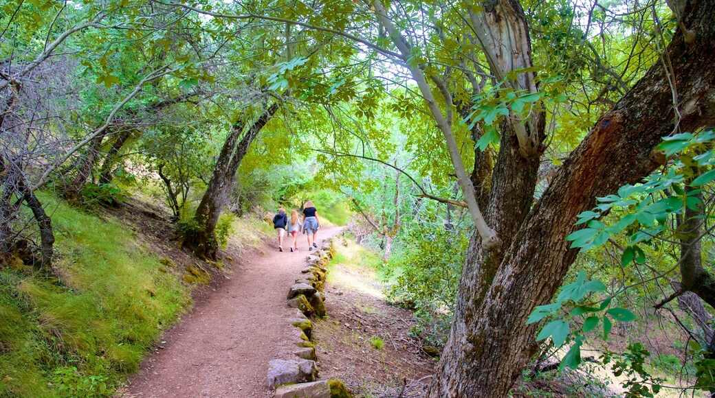 Pinnacles National Park che include foresta pluviale e escursioni o camminate cosi come un piccolo gruppo di persone
