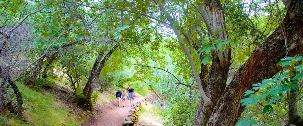 Pinnacles National Park mit einem Regenwald und Wandern oder Spazieren sowie kleine Menschengruppe