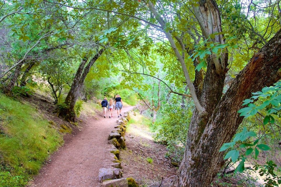 A forest path with a dirt trail, surrounded by trees and greenery.