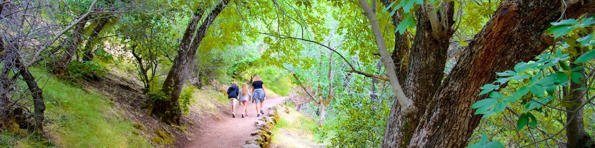 Pinnacles National Park que inclui floresta tropical e escalada ou caminhada assim como um pequeno grupo de pessoas