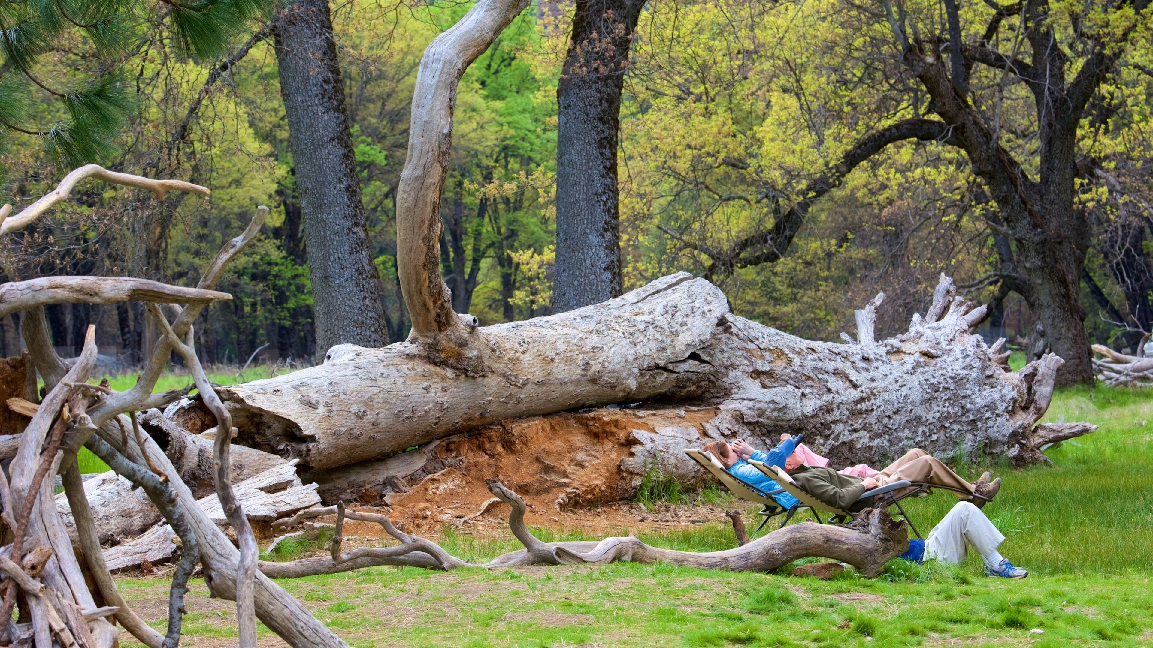 El Capitan Meadow which includes a park as well as a small group of people