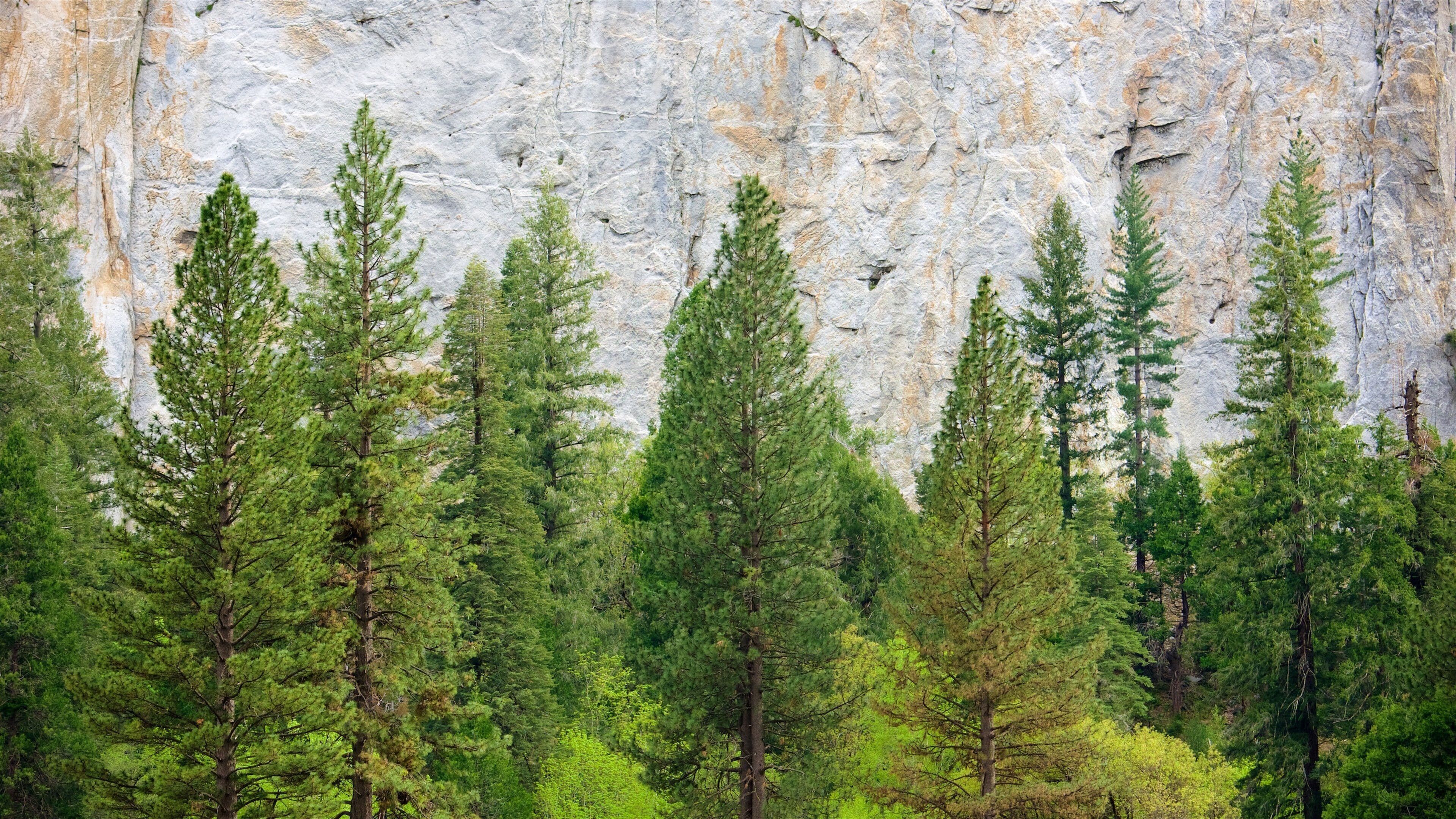 El Capitan Meadow featuring forests and a gorge or canyon