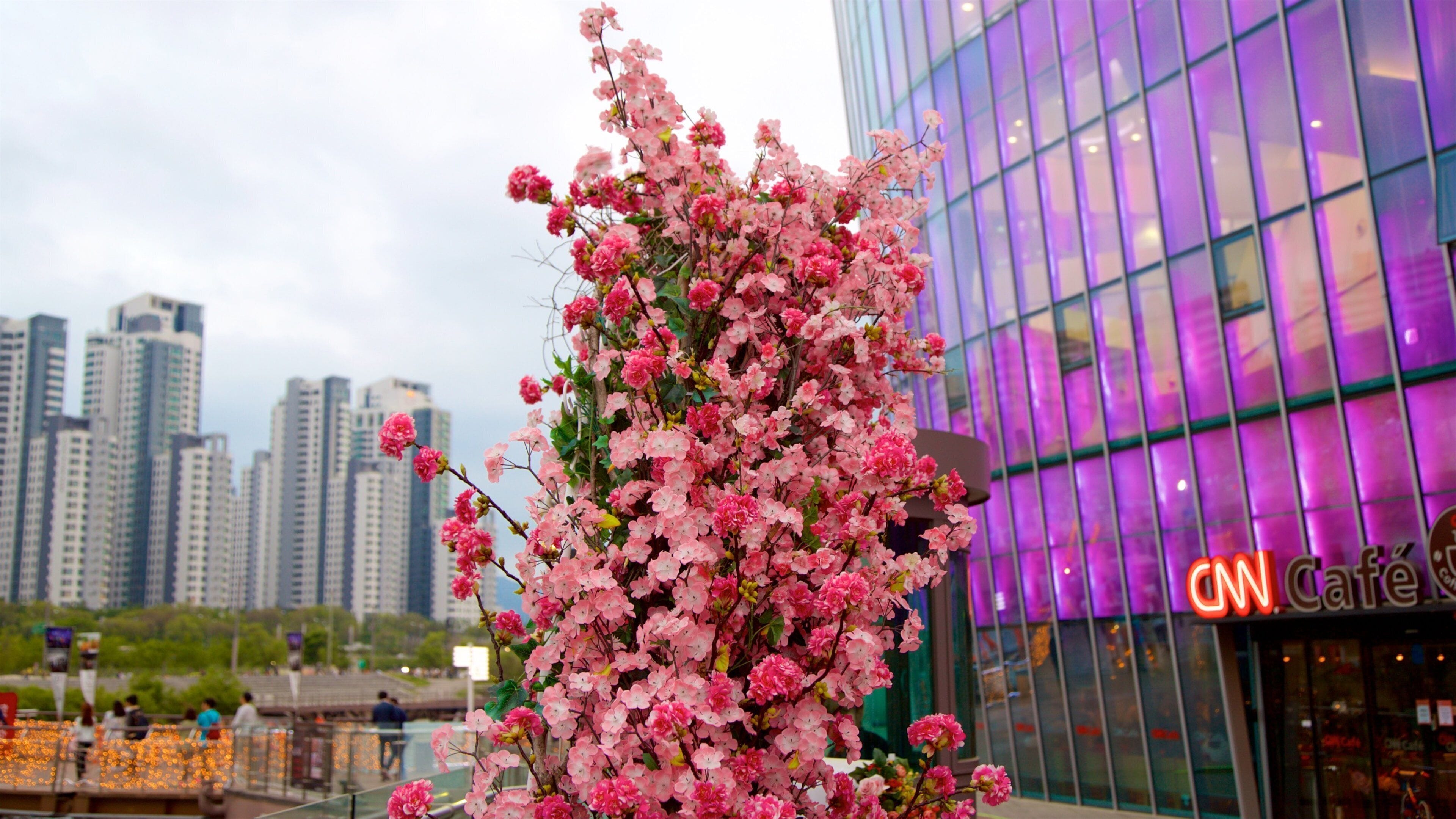 Seocho-gu welches beinhaltet Blumen, Stadt und Hochhaus