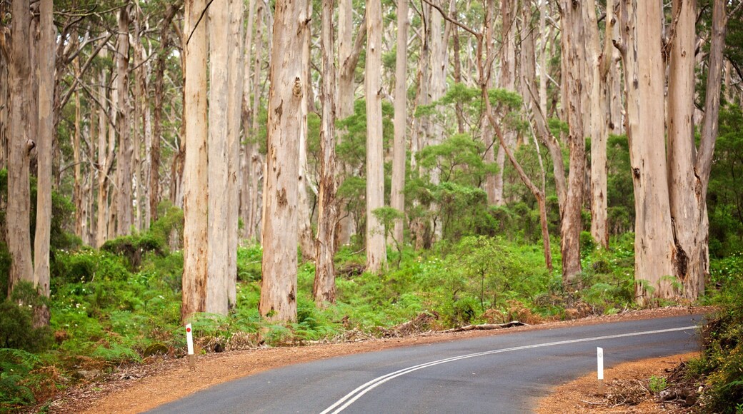 Boranup featuring forest scenes and street scenes