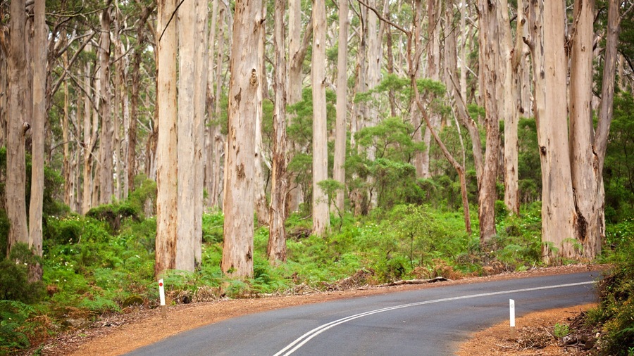 Boranup featuring street scenes and forests
