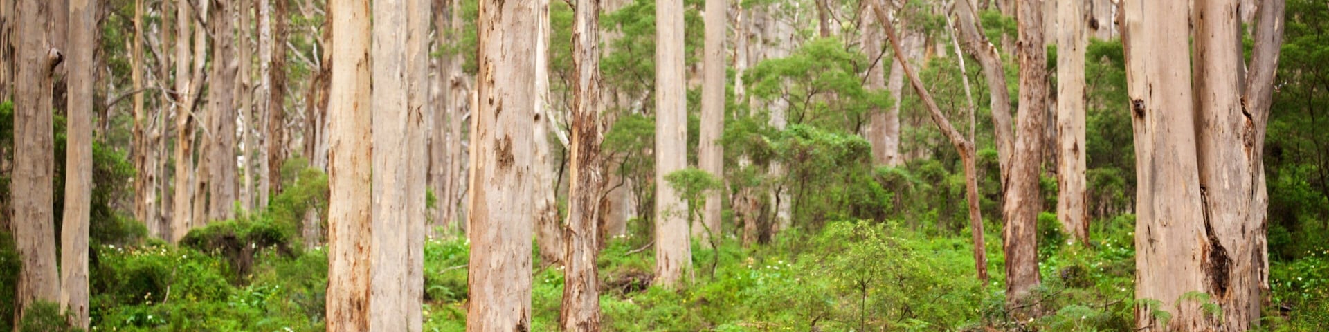Boranup featuring street scenes and forest scenes