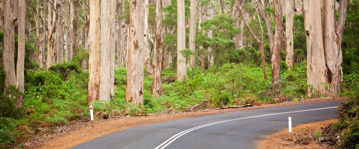A winding road through a eucalyptus forest with tall trees and dense undergrowth.