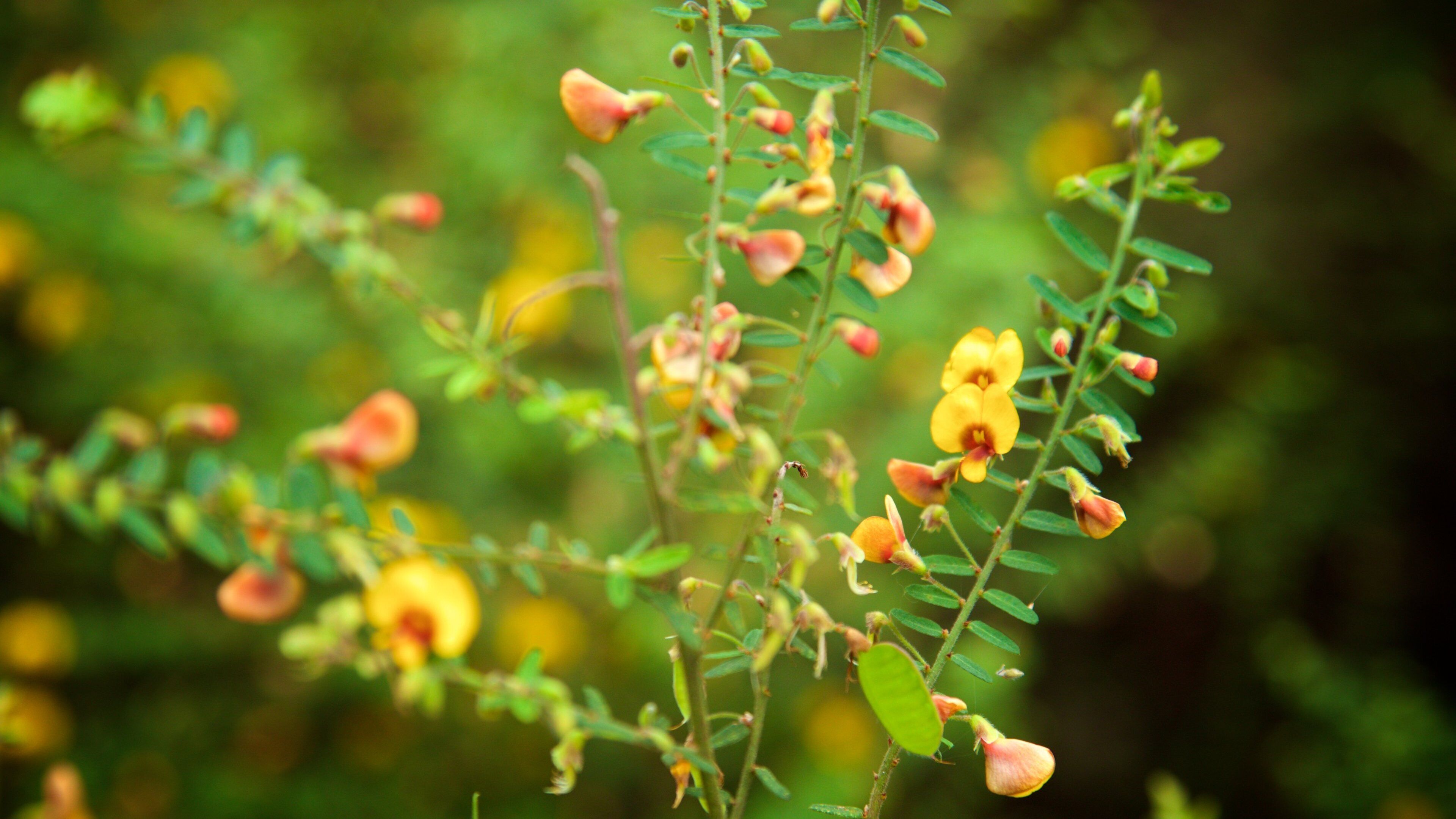 Boranup featuring wildflowers