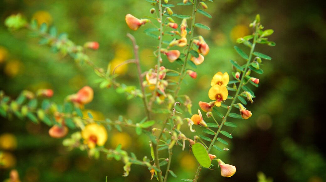Boranup featuring wildflowers