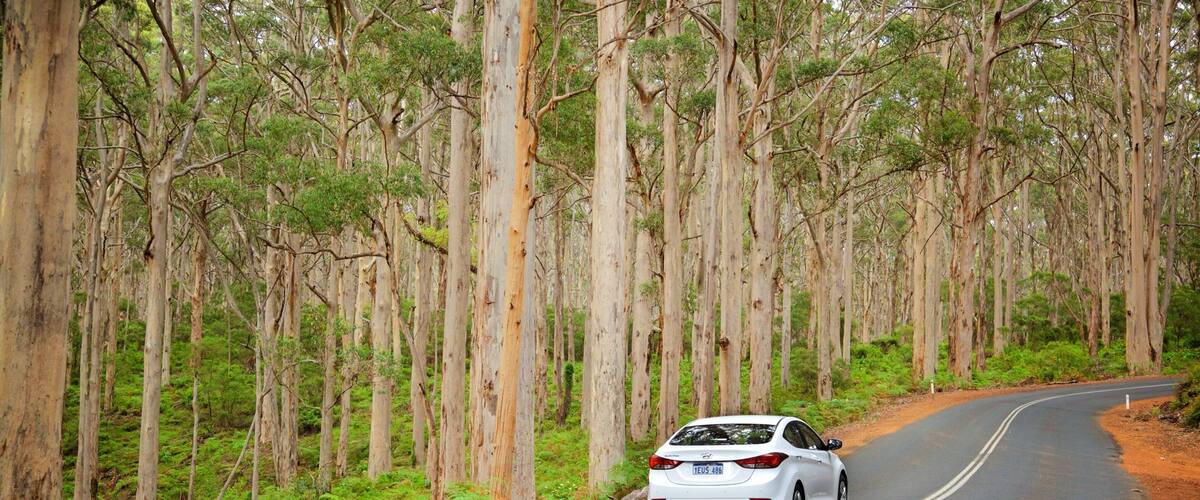 Boranup showing street scenes and forests