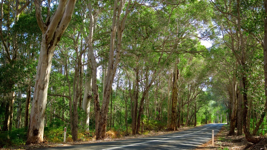 Boranup showing forest scenes and street scenes