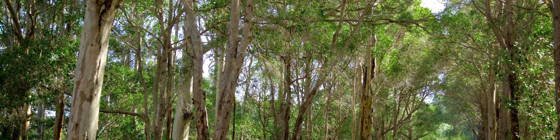 Boranup ofreciendo paisajes forestales y escenas cotidianas