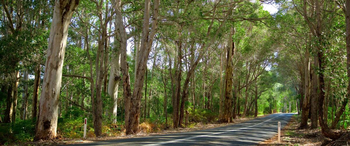A road flanked by tall eucalyptus trees in a forested area.