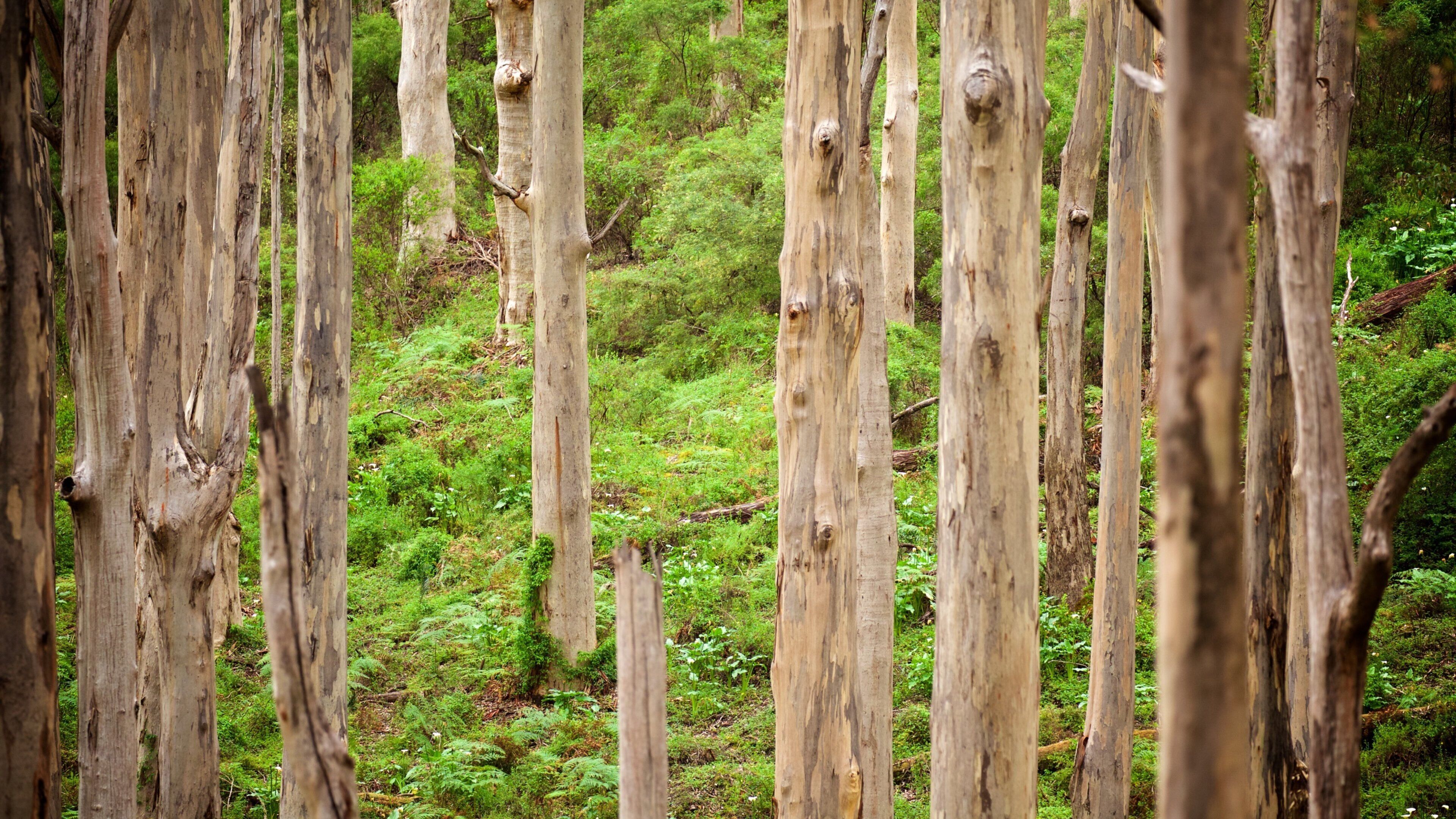 Boranup showing forests