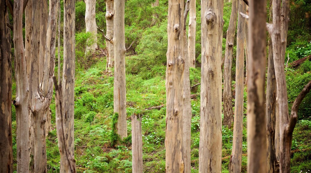 Boranup showing forests