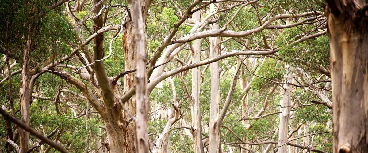 ボラナップ 表示 森林