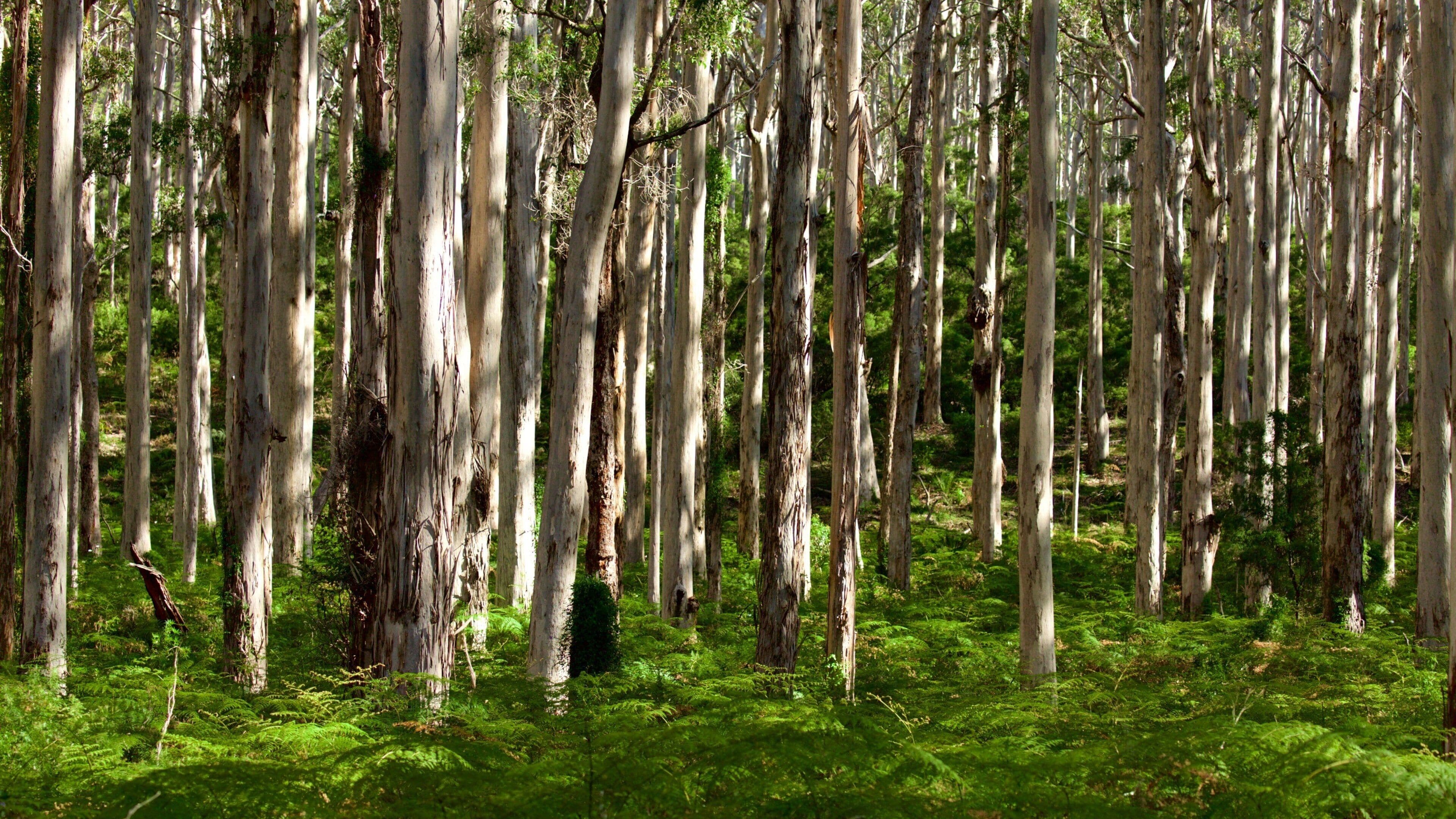 Boranup showing forest scenes