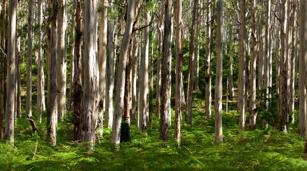 Boranup showing forest scenes