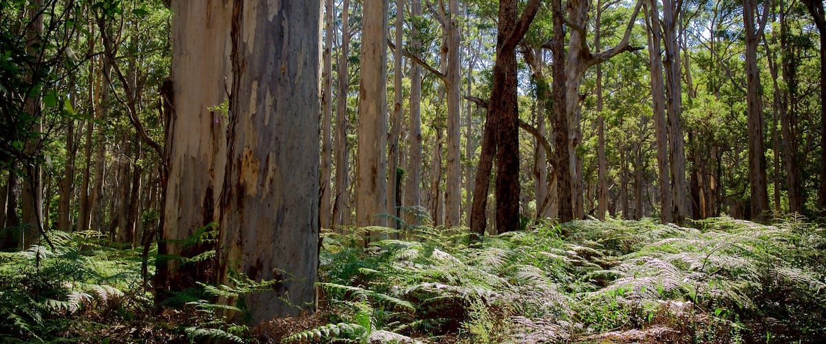 Une forêt d’eucalyptus dense, avec de grands arbres et un sous-bois de fougères.