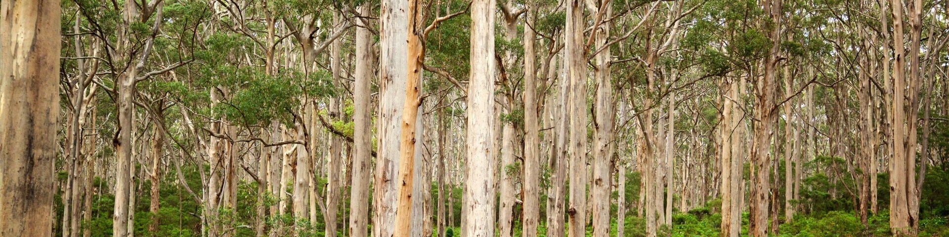 Boranup Karri Forest featuring forests and tranquil scenes