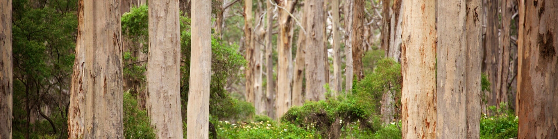 Boranup Karri Forest which includes forests
