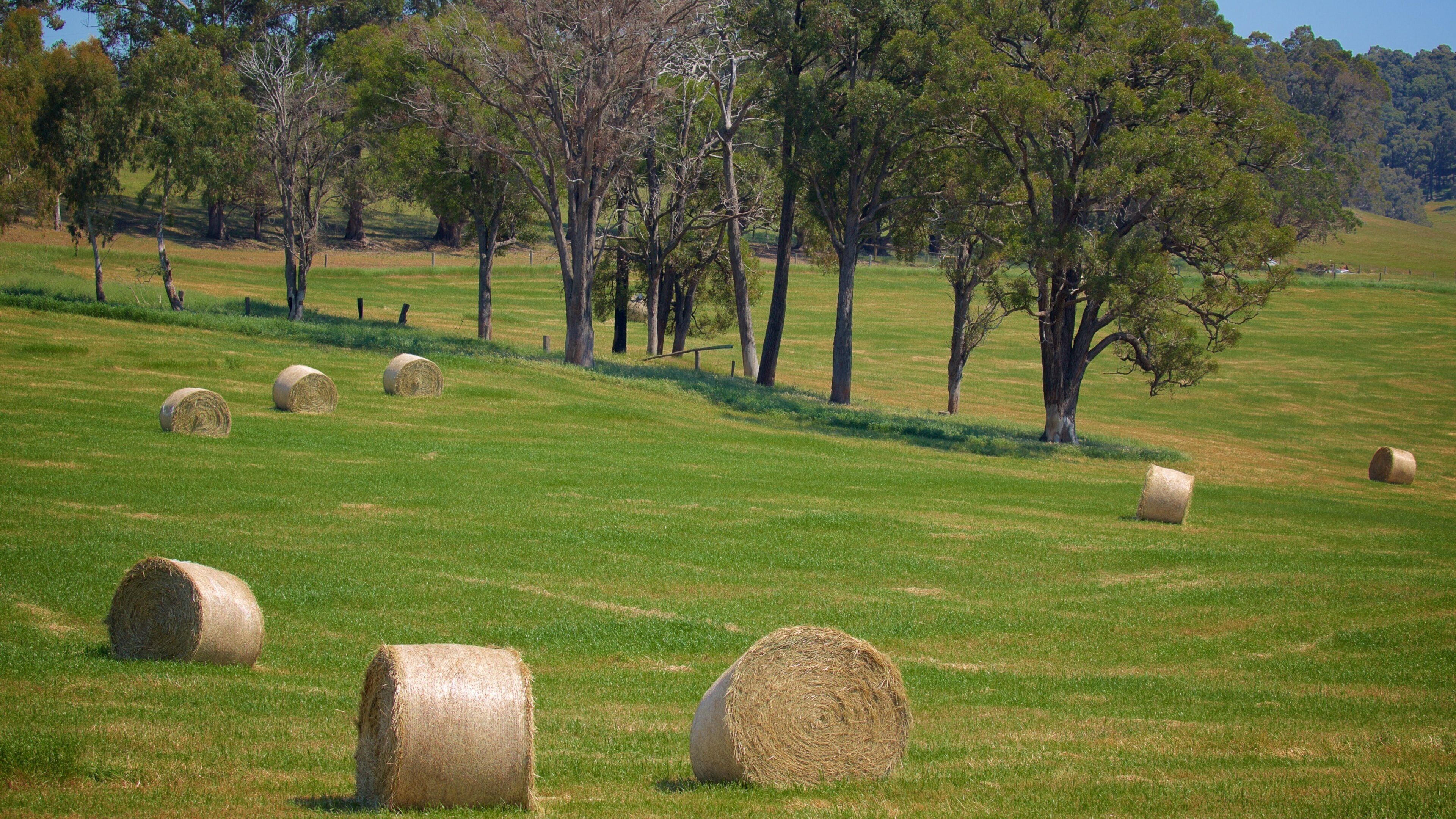 A field with hay bales and trees.