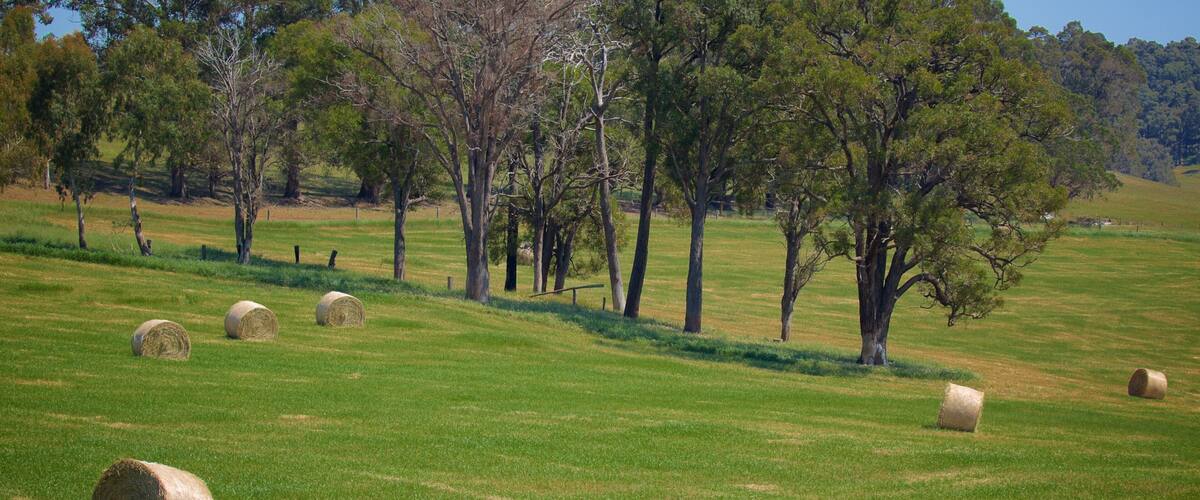 A field with hay bales and trees.