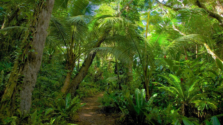 Isle of Pines que incluye bosques