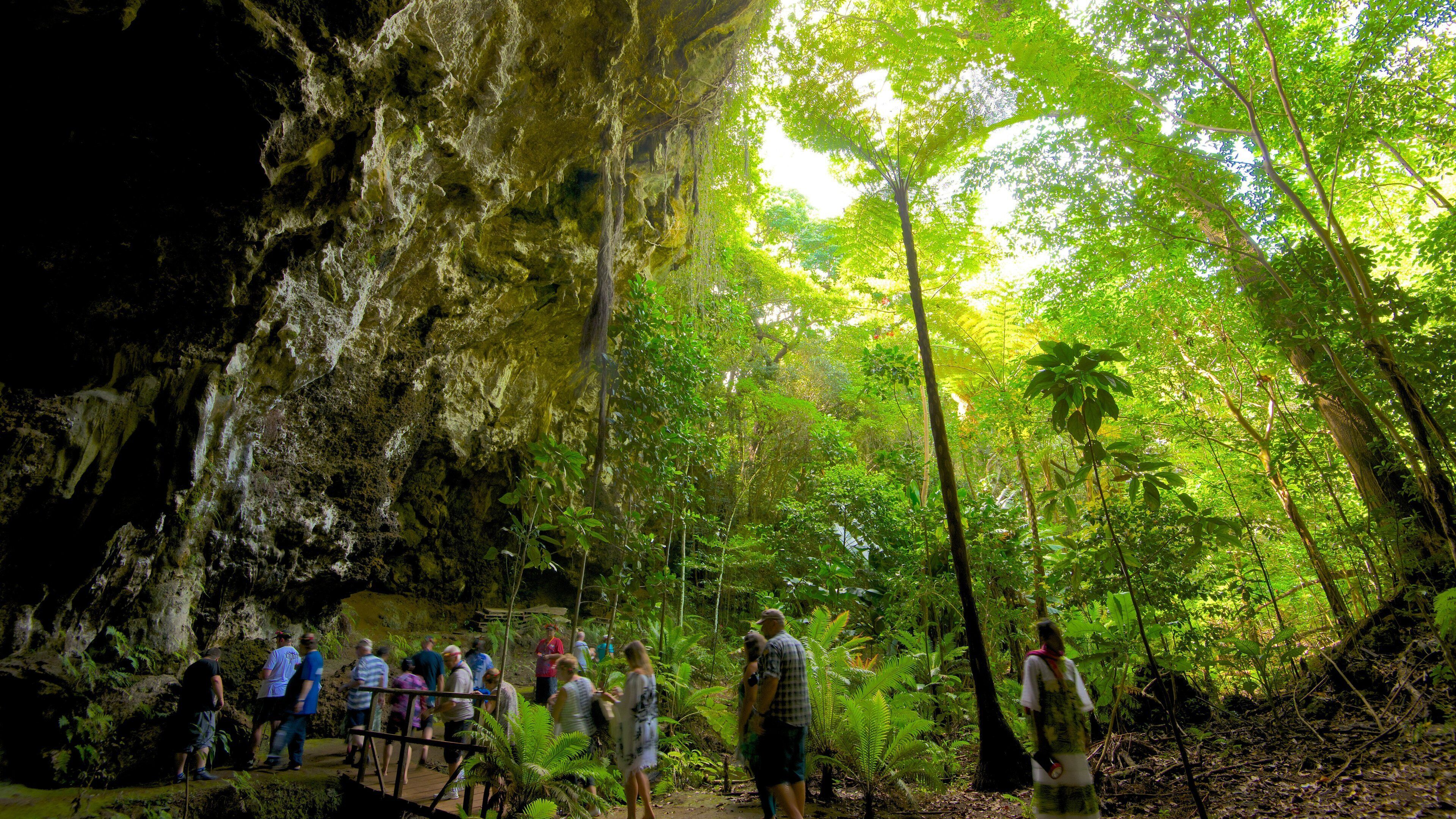 Isle of Pines mostrando imágenes de bosques y también un pequeño grupo de personas