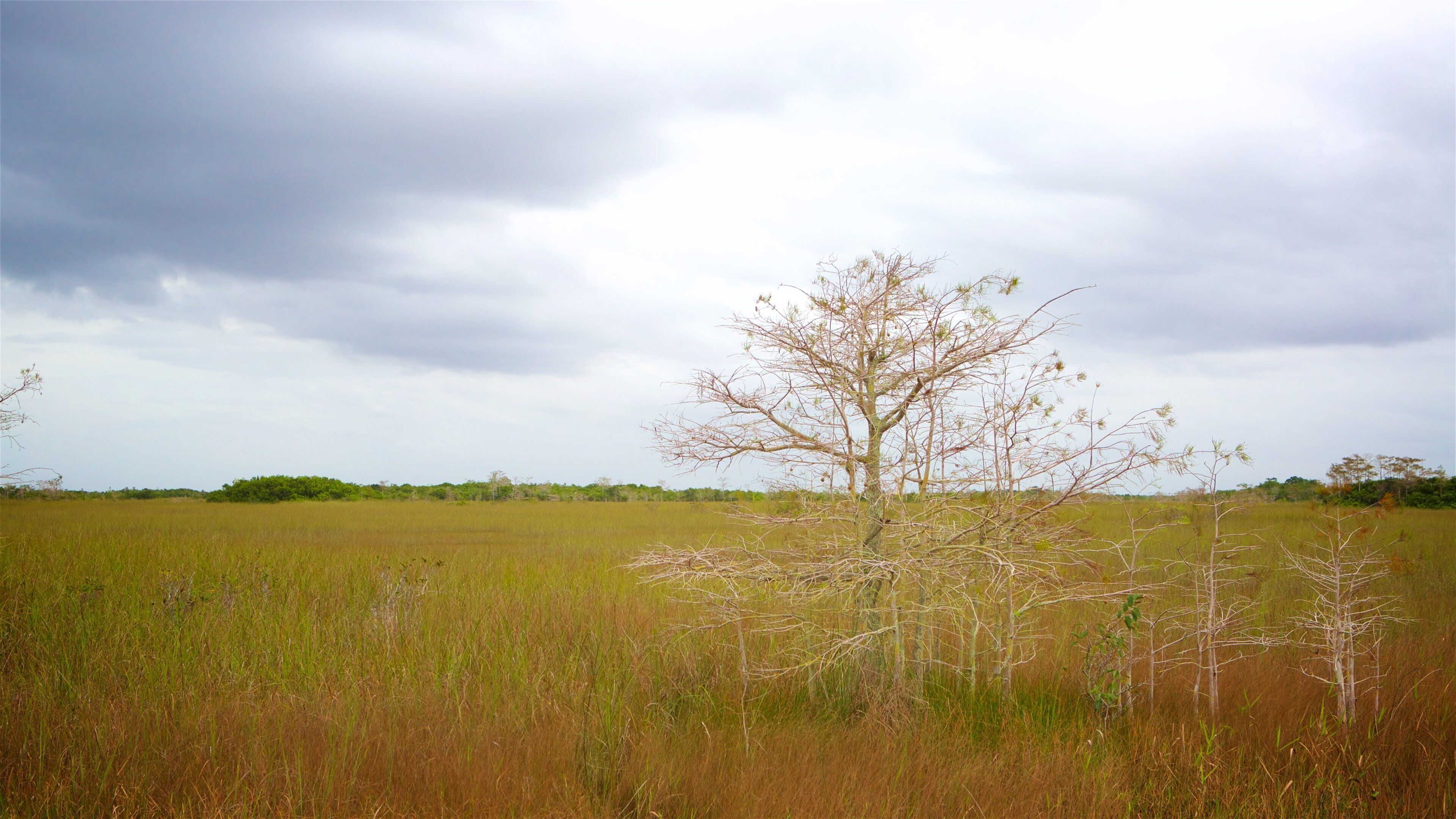 Shark Valley Observatory Tower which includes wetlands and landscape views