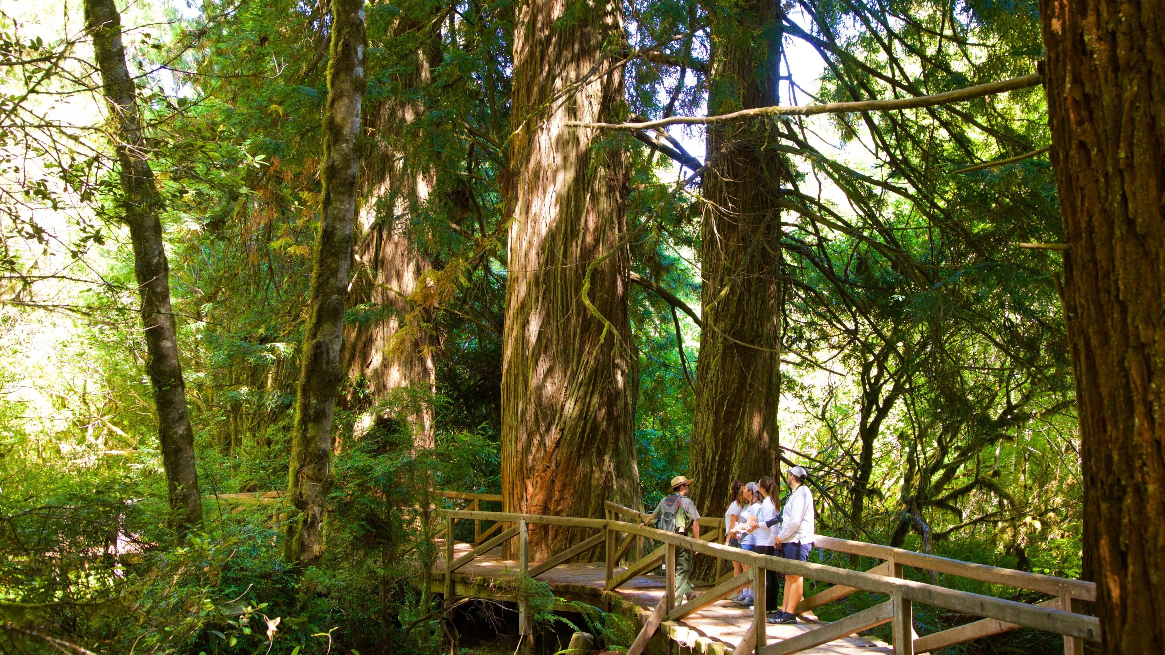 Redwood National and State Parks which includes forests and a bridge as well as a family
