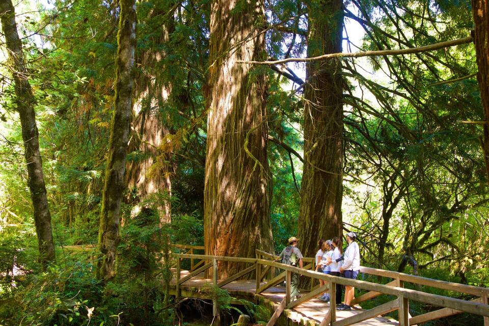 A wooden bridge in a forest with tall trees and dense foliage.